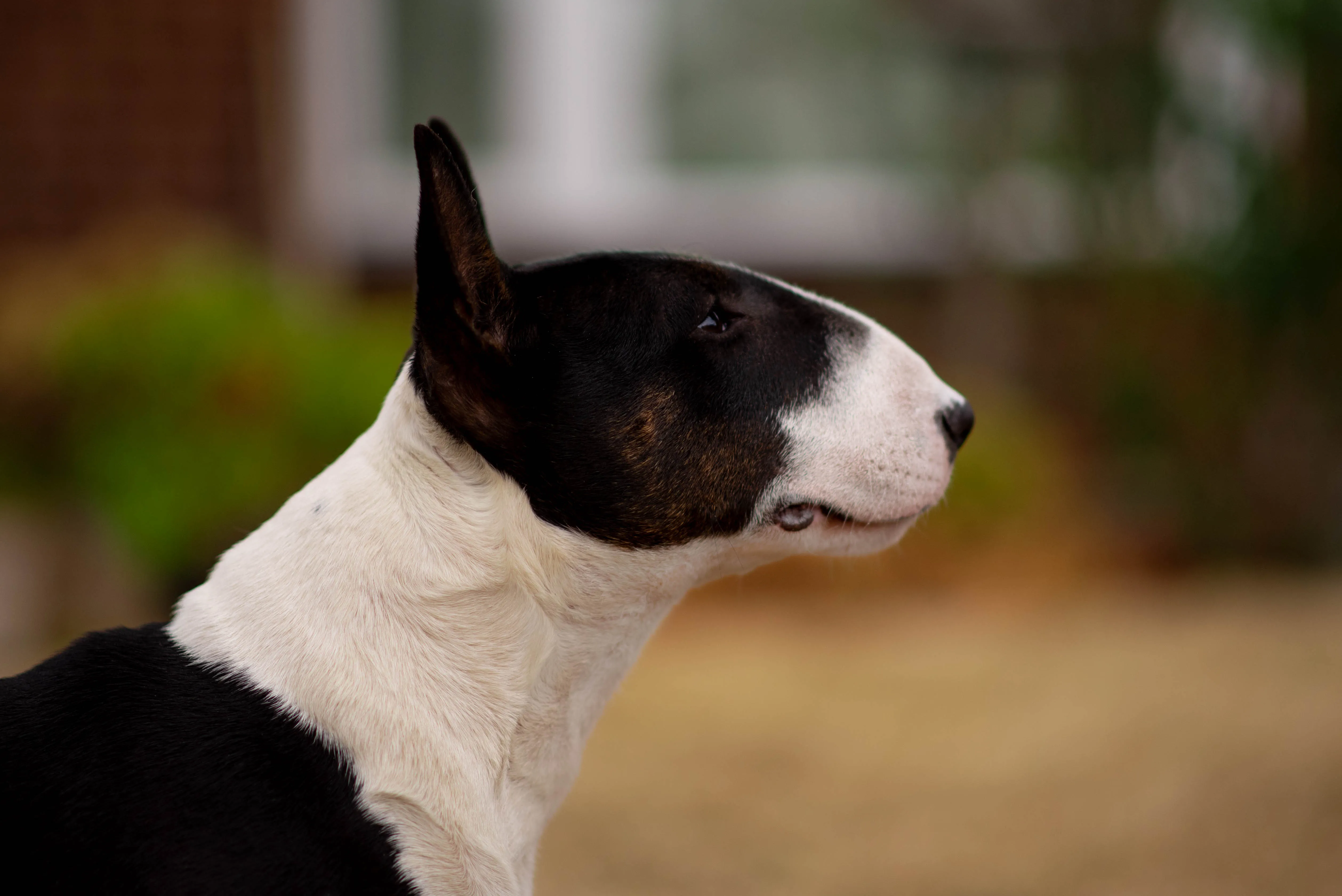 Bull Terrier