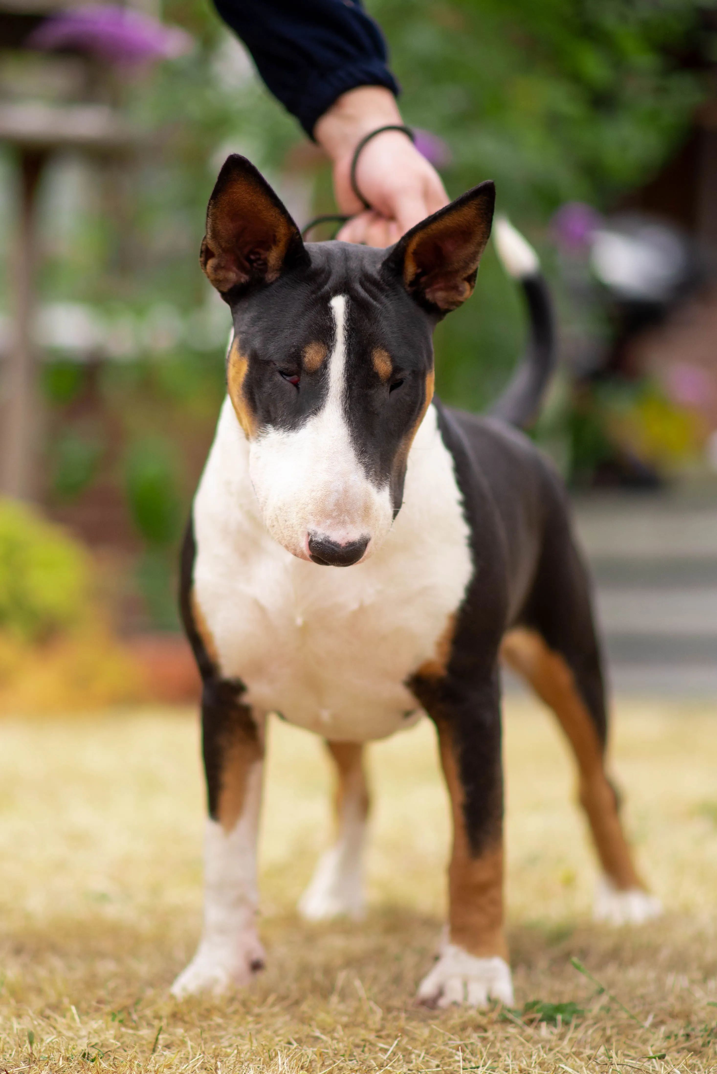 Bull Terrier