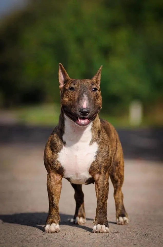 Bull Terrier