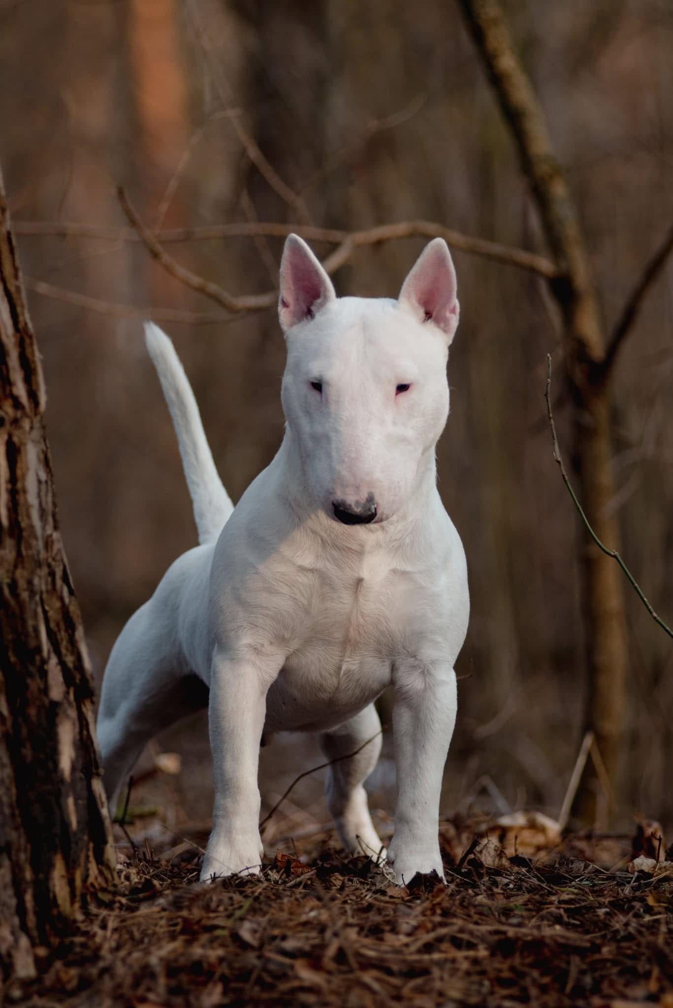 Bull Terrier