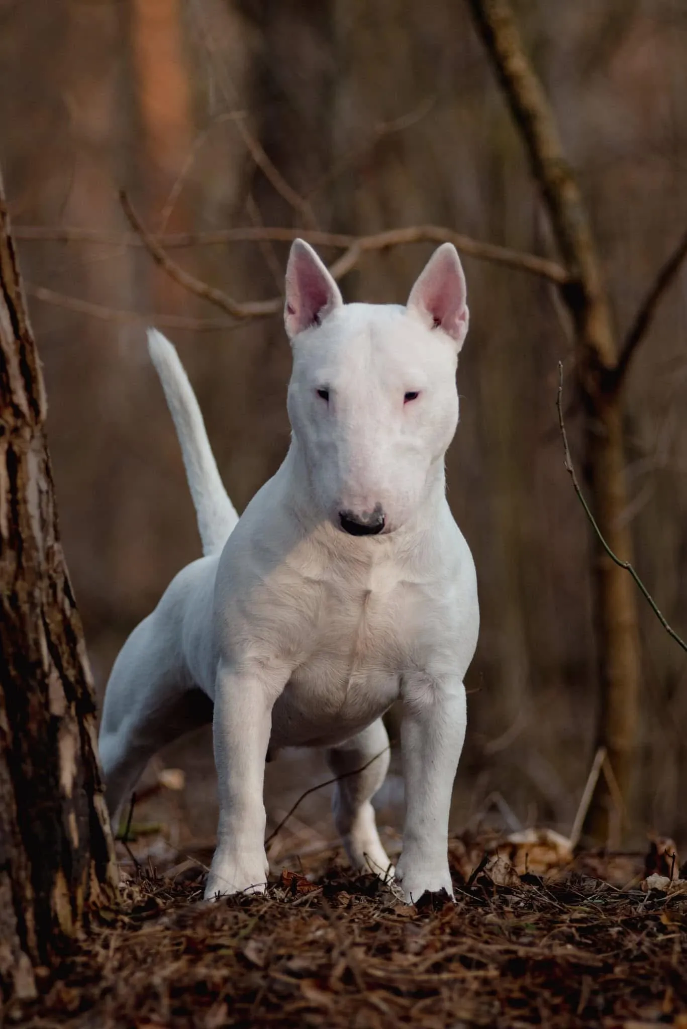 Bull Terrier